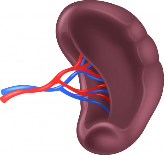 Cover Image for Bộ Tỳ