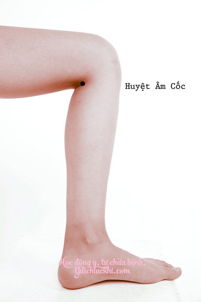 Thận- Âm Cốc