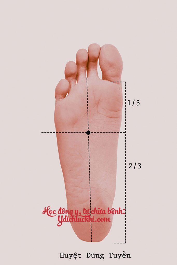 Thận – Dũng Tuyền