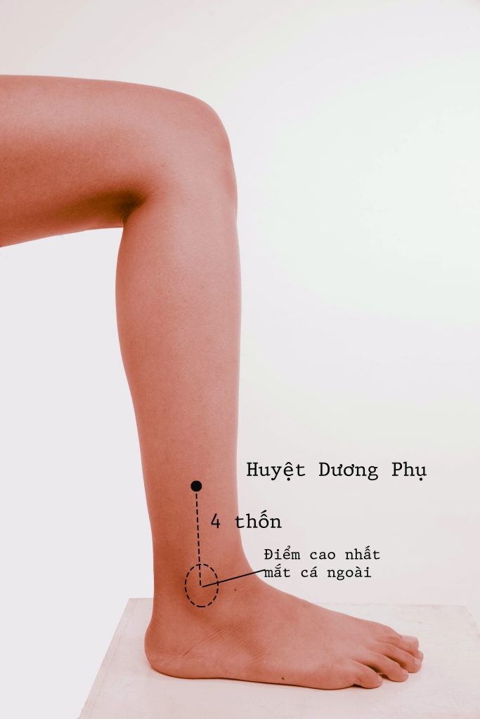 Đởm – Dương Phụ
